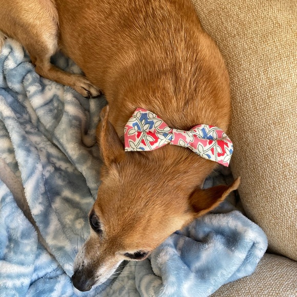 Custom Pet Bowtie Orders by Reggie in Bowties - Picture 14 of 17